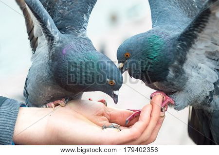 Many birds pigeons feeding from a man hand on a city square