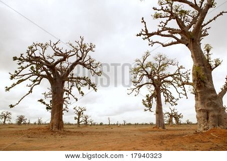 Albero di Baobab africano sul campo di alberi di baobab in giornata nuvolosa