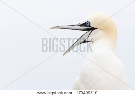 Northern Gannet (Morus bassanus) portrait 09with open beak Great Saltee Saltee Islands Ireland.