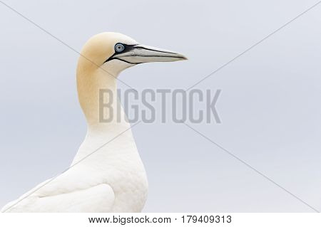Northern Gannet (Morus bassanus) portrait Great Saltee Saltee Islands Ireland.