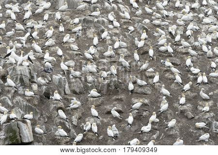 Northern Gannet (Morus bassanus) colony and nesting on cliffs Saltee Islands Ireland
