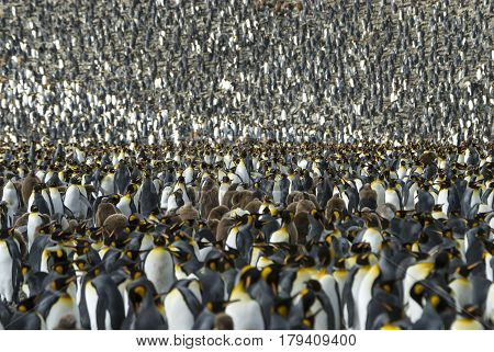 Huge King penguins colony at South Georgia
