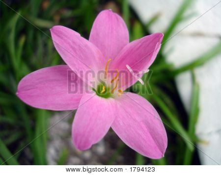 Fiore rosa da Maldive