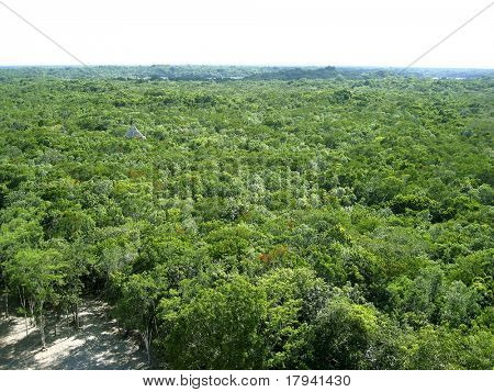 Selva aérea ve en Centroamérica el fondo verde de la naturaleza de México