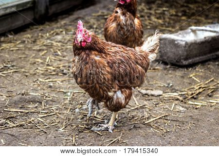 ugly red chicken animal stands on the ground
