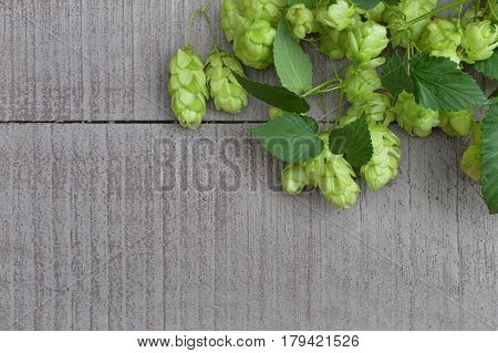green ripe hop cones. Beer production ingredient. View from above . Ingredients for the preparation of organic beer. Brewing.