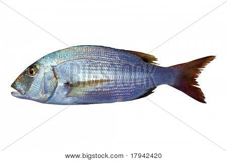 Dentex vulgaris tandet sparus snapper fisk isoleret på hvid