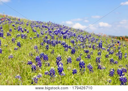 Blue Bonnet is at full bloom in Brenham, TX