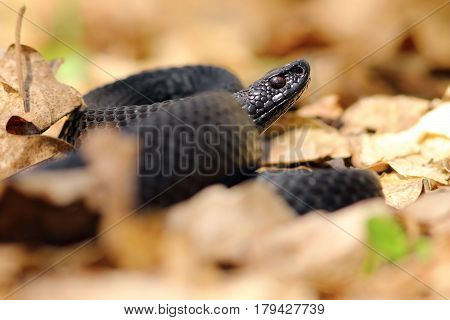 black european viper ( Vipera berus nikolskii ) in autumn forest ground