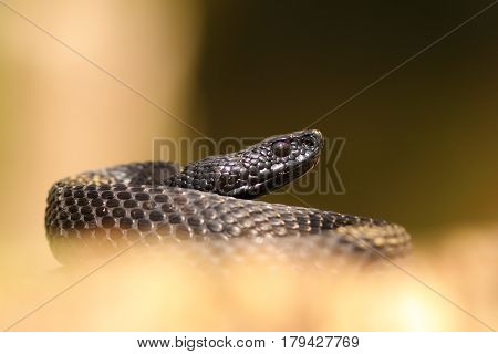 black nikolskii viper ( Vipera berus nikolskii ) over out of focus background