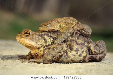 brown common toads mating in spring ( Bufo ) male standing on the back of female