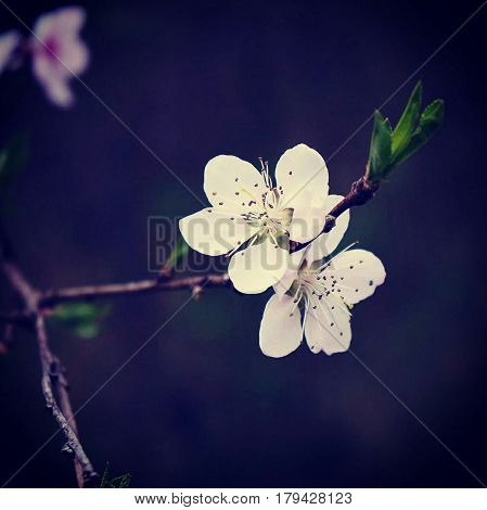 This is a photo of cherry blosom with dark background