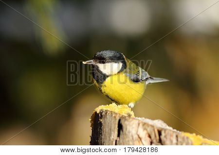 cute great tit sitting on wooden stump hungry garden bird at feeder ( Parus major )
