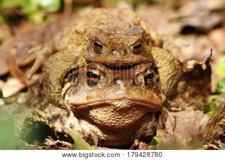 male and female brown common toads mating on forest ground ( Bufo )