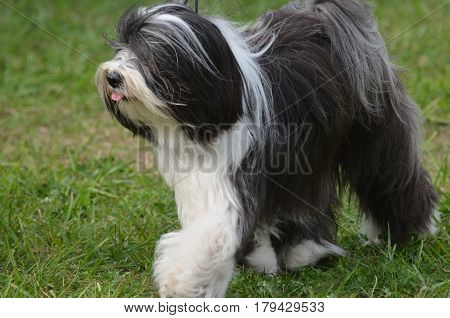 Gorgeous shaggy Old English Sheepdog ready to work.