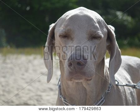 Sitting on a beach this weimaraner dog has his eyes closed.