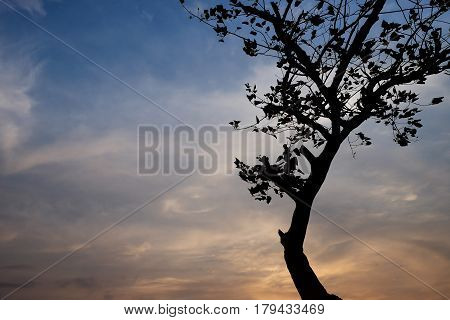 Silhouettes of trees on the beach in Chantaburi Thailand