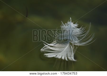 White feather shot in macro, floats on the water surface of green water