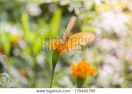 Soft focus Butterfly on the flower feeling move. Butterfly on the green leaf. Abstract beautiful light from sunshine.