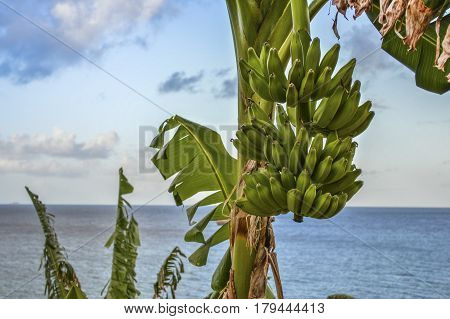 a bunch of banana plantain by the sea