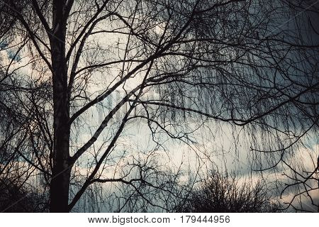 Black silhouette Tree branches against a cloudy rainy sky background