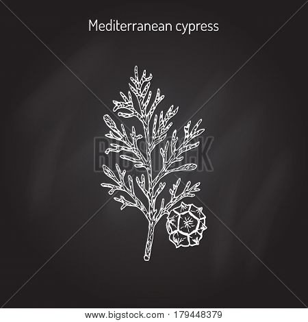Mediterranean Cypress branch Cupressus sempervirens . Vector illustration