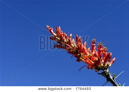 Ocotillo blomstrer