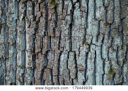 Tree bark texture close up with lychen