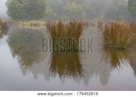 Tussock Reflected In Mirrorlike Smooth Water
