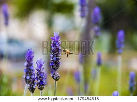 Lavender Field gardening plant bunch floral beautiful