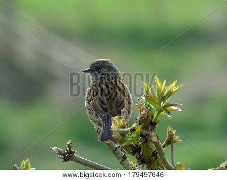 Hedge sparrow perched on top of a hedge