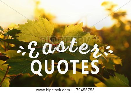 Text EASTER QUOTES on grape leaves background