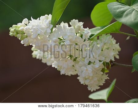 White lilac flowers with buds for a background spring garden syringe vulgaris.