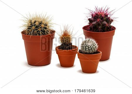 Group of cactuses in brown flowerpot isolated on white background