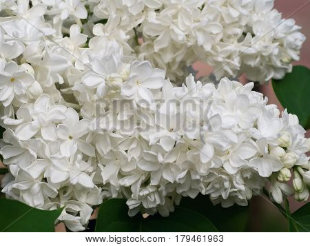 White lilac flowers with buds for a background spring garden syringe vulgaris.