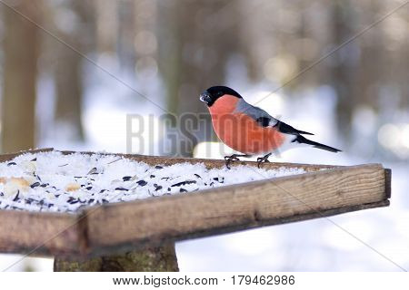 Portrait of Eurasian Bullfinch (Pyrrhula pyrrhula) sitting in the bird feeder in winter, Northern Russia