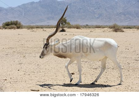 Antilope Addax