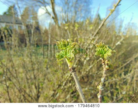 Buds growing on trees in spring on a sunny day