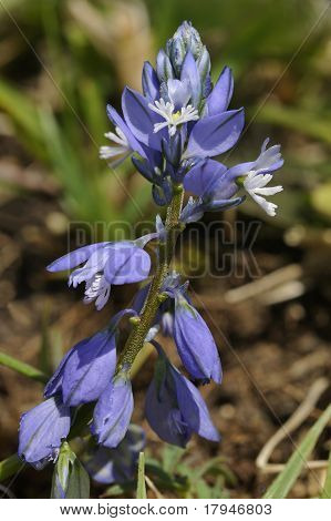 Milkwort ทั่วไป