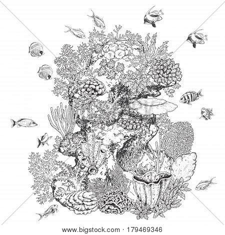 Hand drawn underwater natural elements. Sketch of reef corals and swimming fishes. Monochrome coral colony on rock. Black and white illustration coloring page.