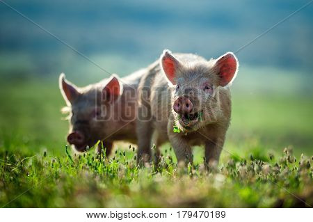 Happy piglets eat grass in the morning