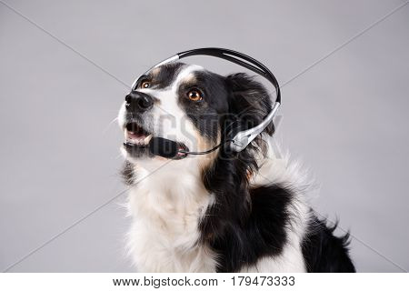 Dog has headphones with microphone on her head.