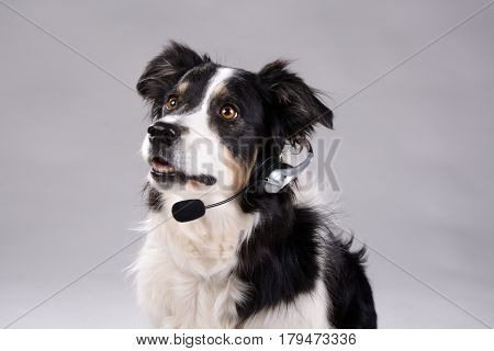 Dog has headphones with microphone on her head.
