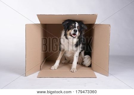 Dog is sitting in the cartoon box and watching out of it. Dog is border collie black and white.