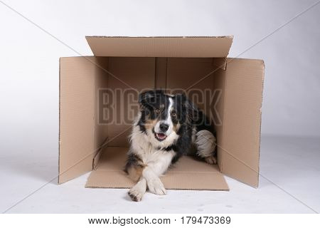 Dog is lying in the cartoon box and watching out of it. Dog is border collie black and white.