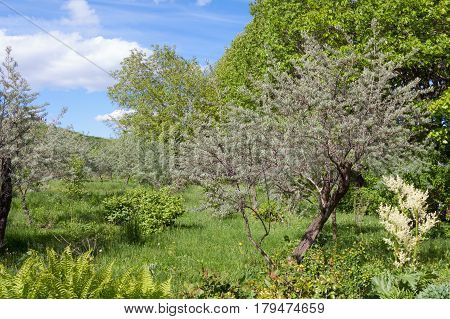 An old untrodden garden of olive trees overgrown with grass