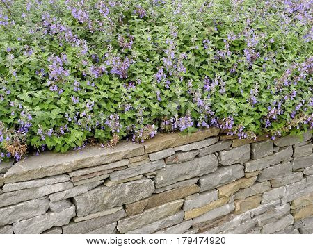 Fieldstone Garden Wall and Sage
The sage grows over the fieldstone wall in the garden.