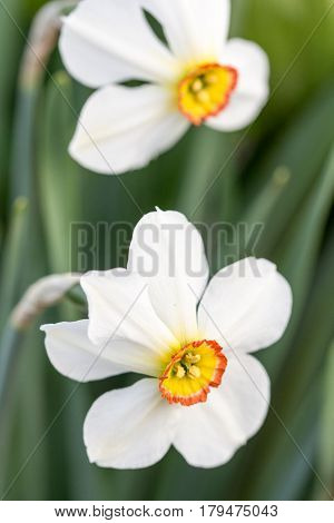White Narcissus Flower Head In Closeup Macro