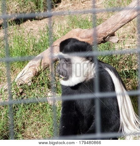 Adult Black-and-White Colobus monkey quietly chewing grass stick behind safety grate