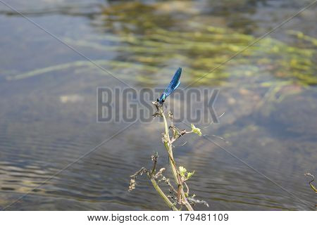 Blue Dragonfly (Calopteryx virgo) rest on some vegetation over water